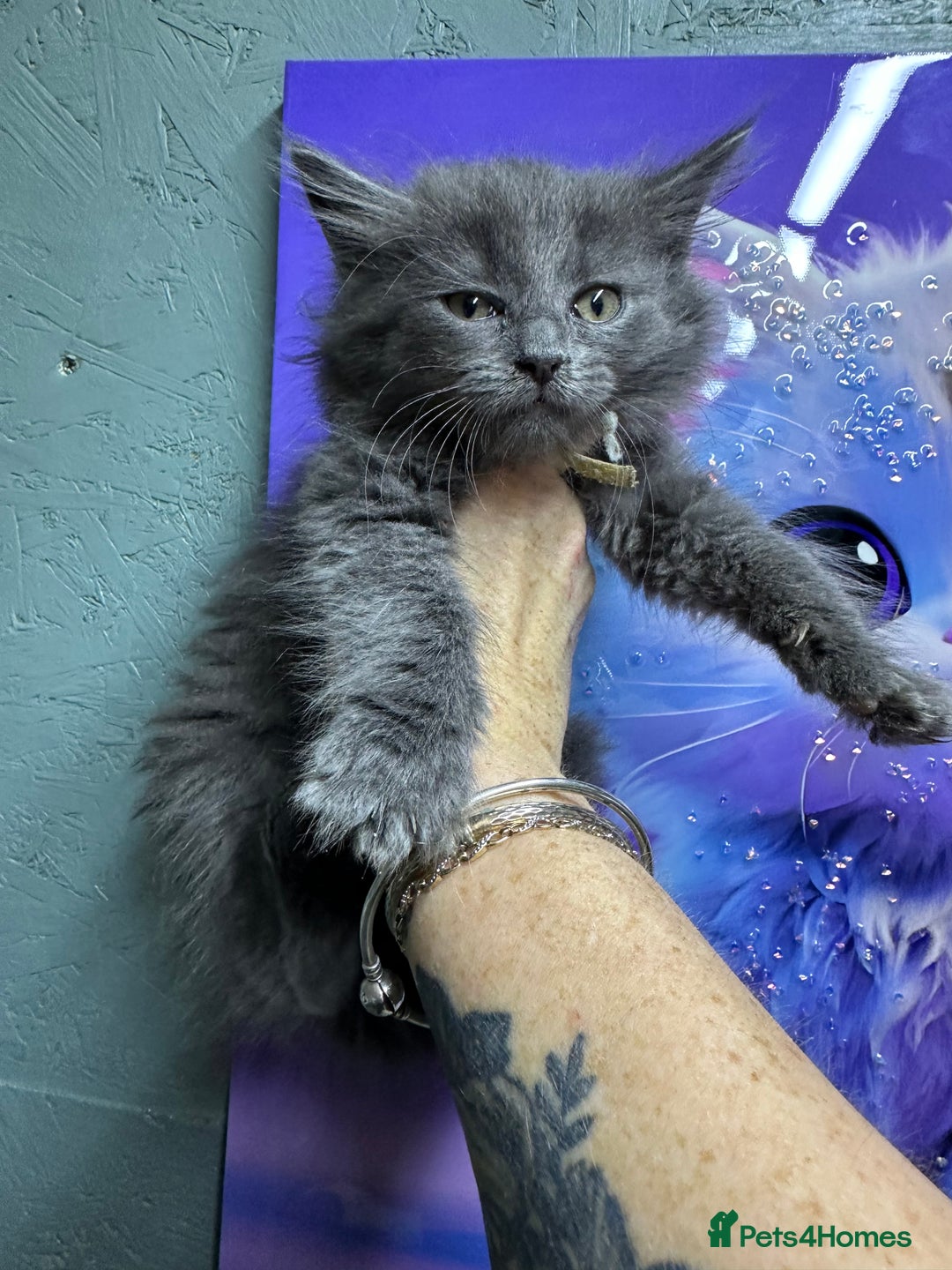 Maine Coon cats for sale: Mainecoon  - Image 8