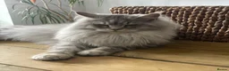 Maine Coon cats for sale: 🩷 Sweet Maine Coon Sisters 🩷 - Advert 5