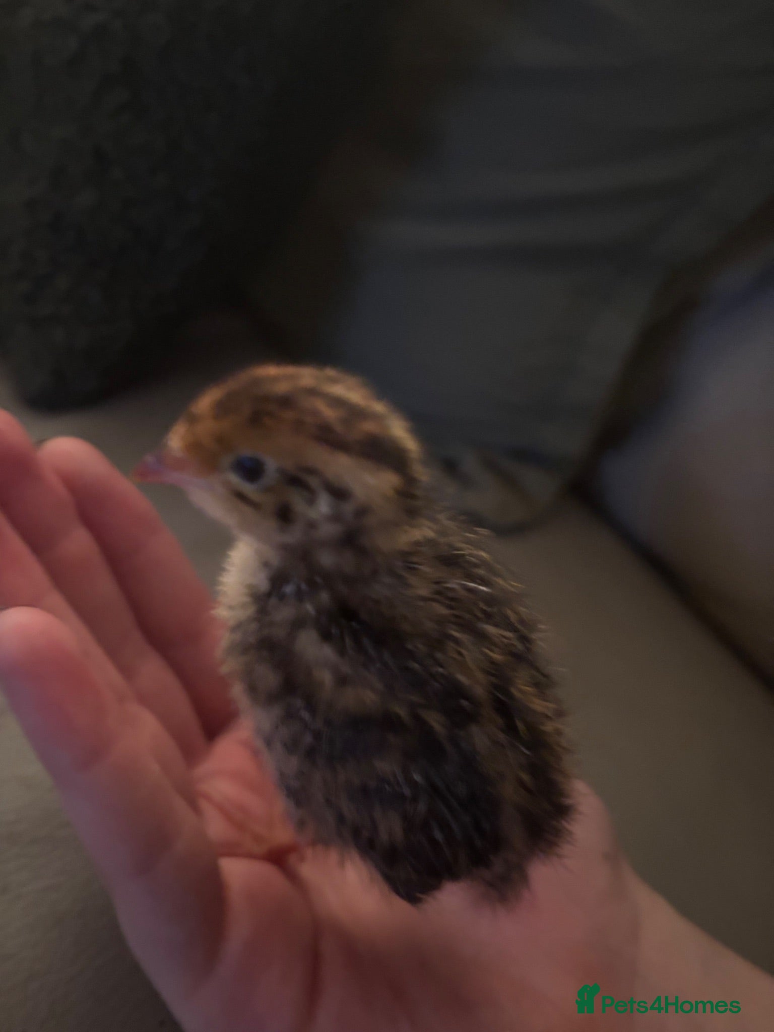 Quail poultry £ 3 each 4 babby quails  for sale 4 days old  - Advert 1
