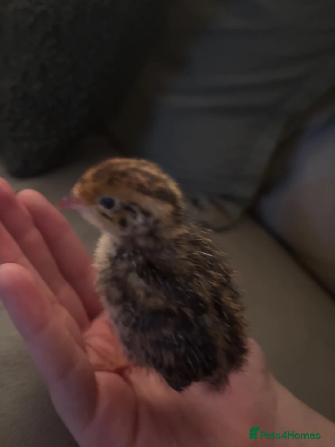 Quail poultry for sale: £ 3 each 4 babby quails  for sale 4 days old  in Aylesbury - Advert 1