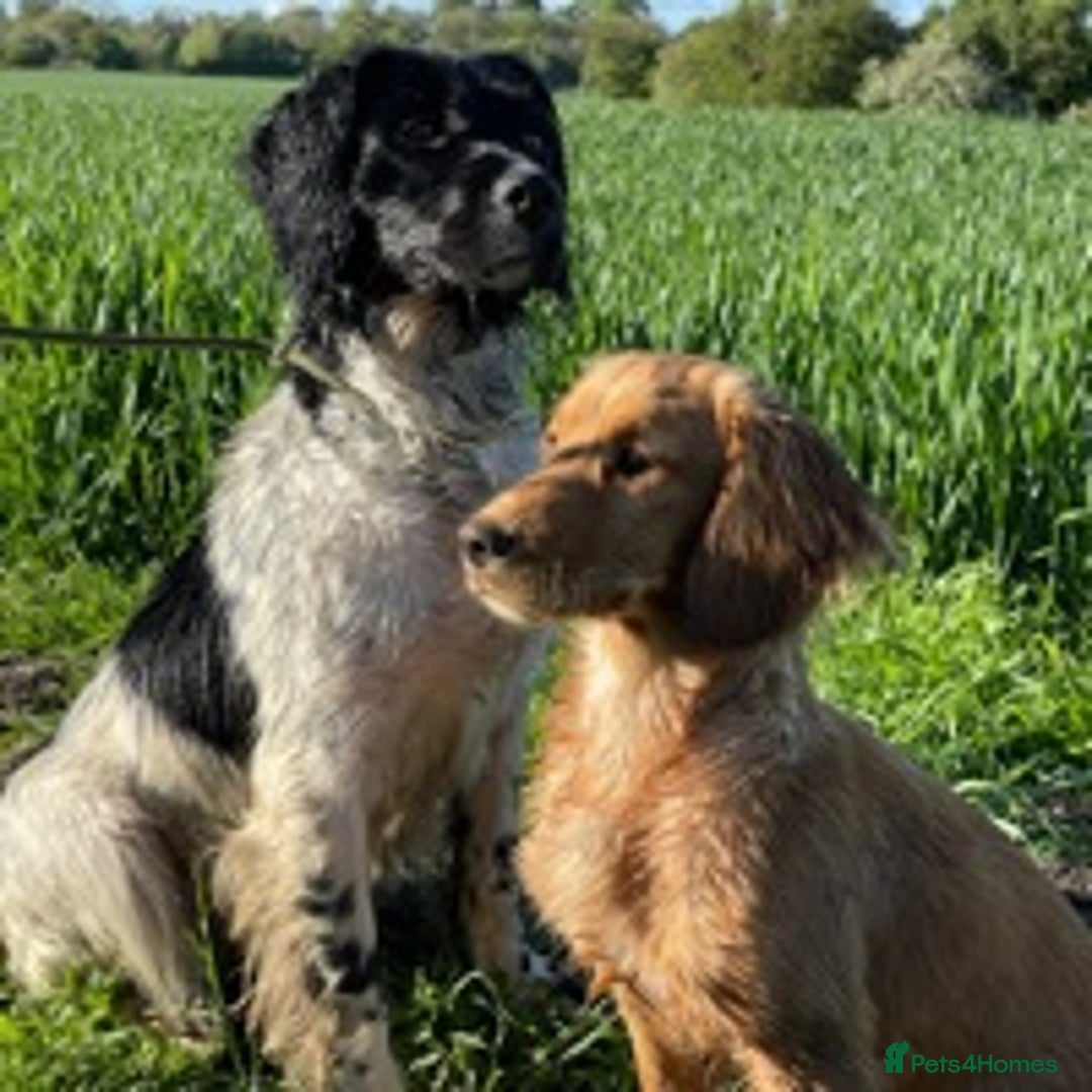 Cocker Spaniel dogs for stud: *KC HEALTH TESTED WORKING COCKER SPANIEL FOR STUD* in Darlington - Advert 3
