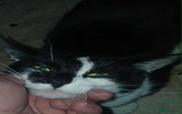 Mixed Breed cats for sale: 2 male cats free - Image 2