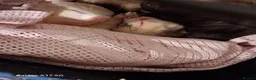 Ferret rodents for sale: 2 male ferrets  - Advert 3