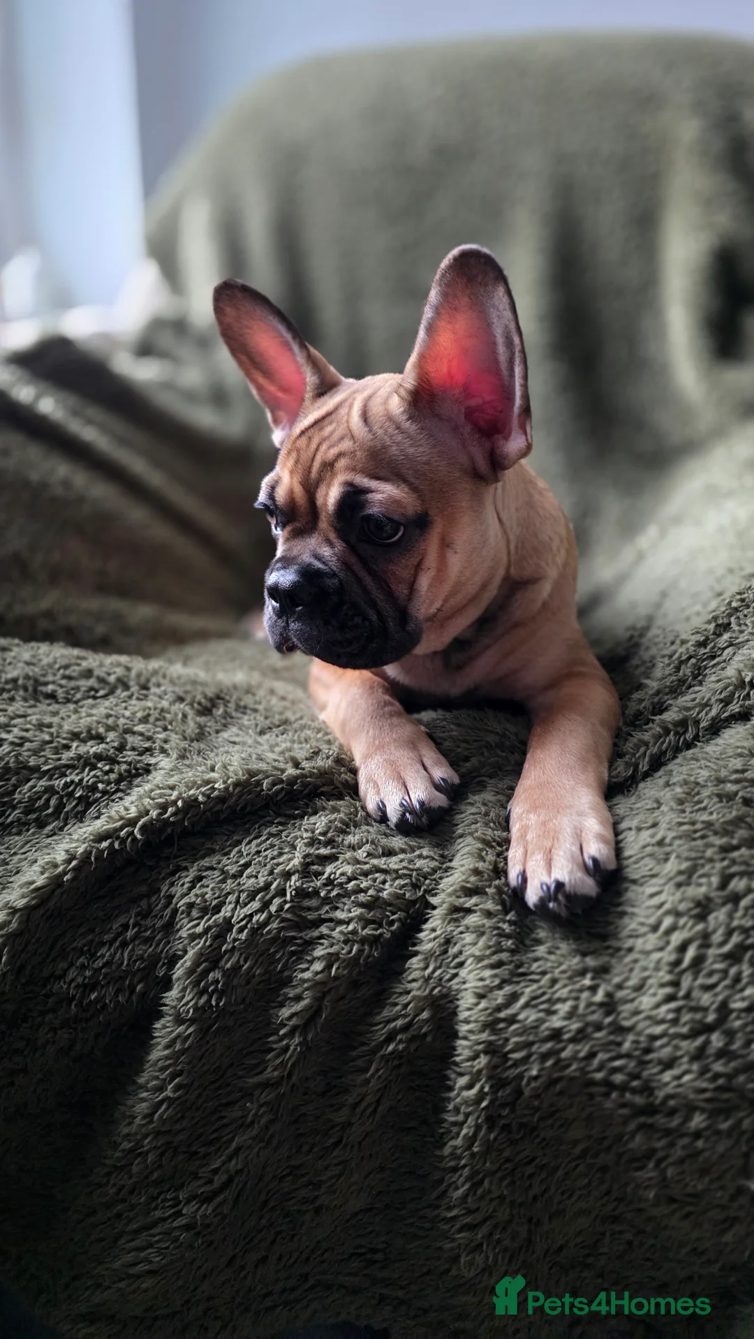 Mixed Breed dogs for sale: Frenchie x Chihuahua - Advert 3
