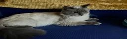 Ragdoll cats for sale: GCCF Сhampion Bloodline Ragdoll 5 GenPedigree 🏆🌟 - Advert 22