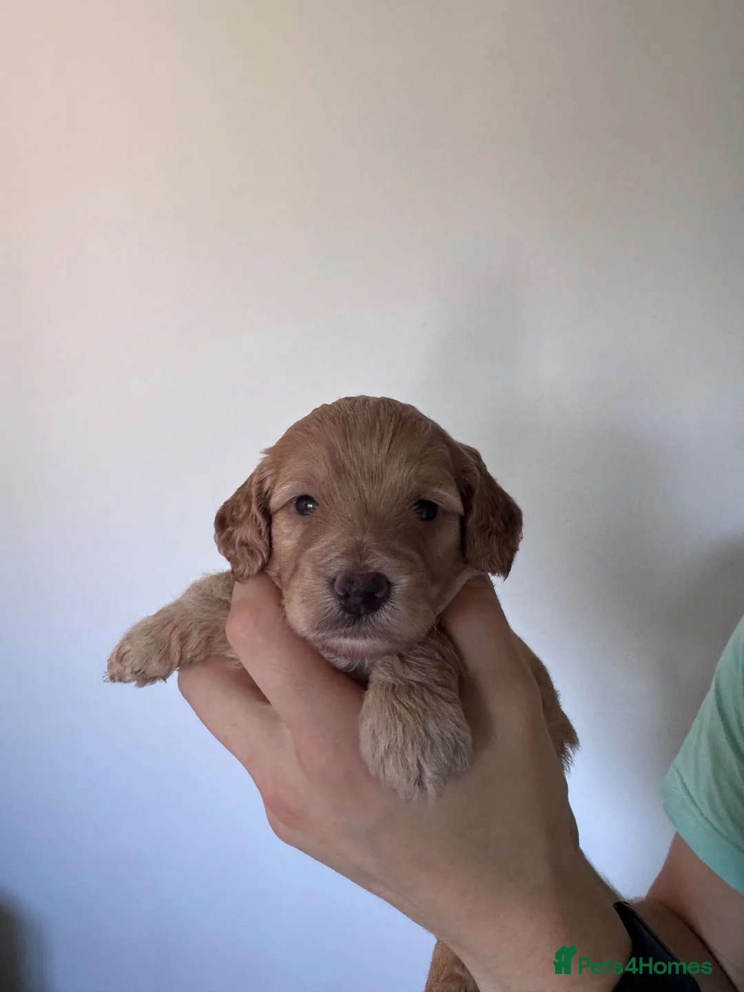 Cockapoo dogs for sale: Superb F1 Cockapoos in Aberdeen - Advert 2