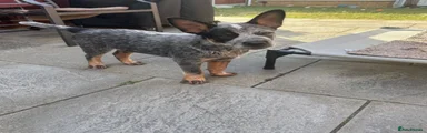 Puppy 1 (Male)