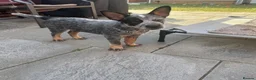 Australian Cattle Dog dogs for sale: 2 Beautiful Australian Cattle Dogs(1Male/1 Female) in Harlow - Advert 6