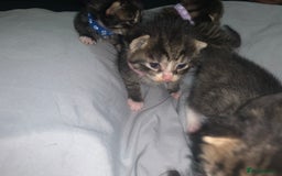 Mixed Breed cats for sale: beautiful kittens  - Image 13