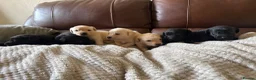 Labrador Retriever dogs for sale: Labrador puppies - Advert 11