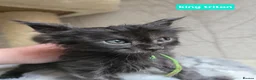 Maine Coon cats for sale: Hand Reared Black Smoke Maine Coon Kittens - Advert 3