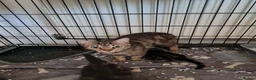 Mixed Breed cats for sale: Gorgeous kittens 2 long hair and 1 short  - Advert 2