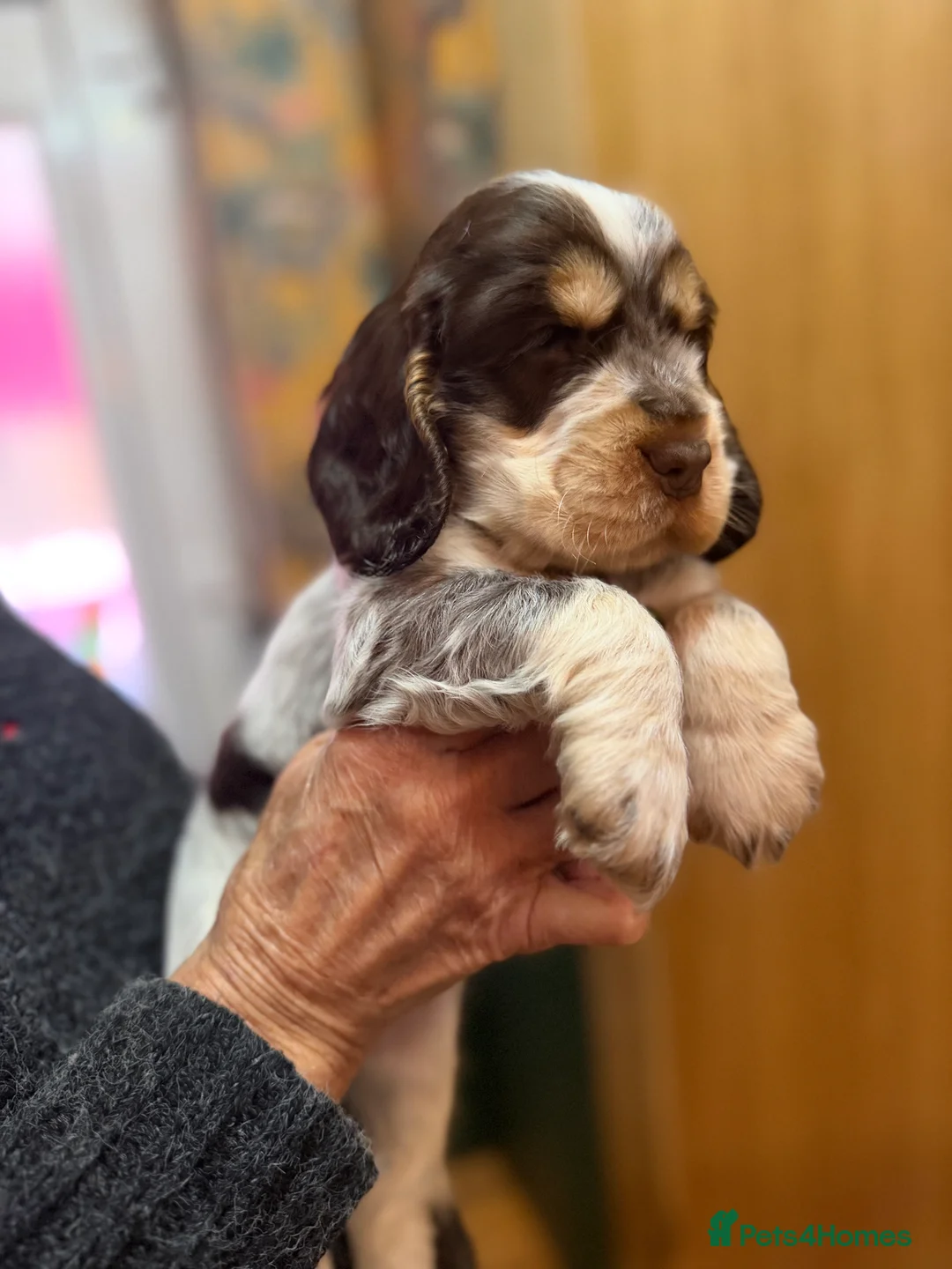 Cocker Spaniel dogs for sale: Show cocker spaniel pups - Advert 3