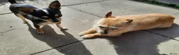 Chihuahua dogs for sale: Missy, pedigree tri black chihuahua girl. - Advert 6
