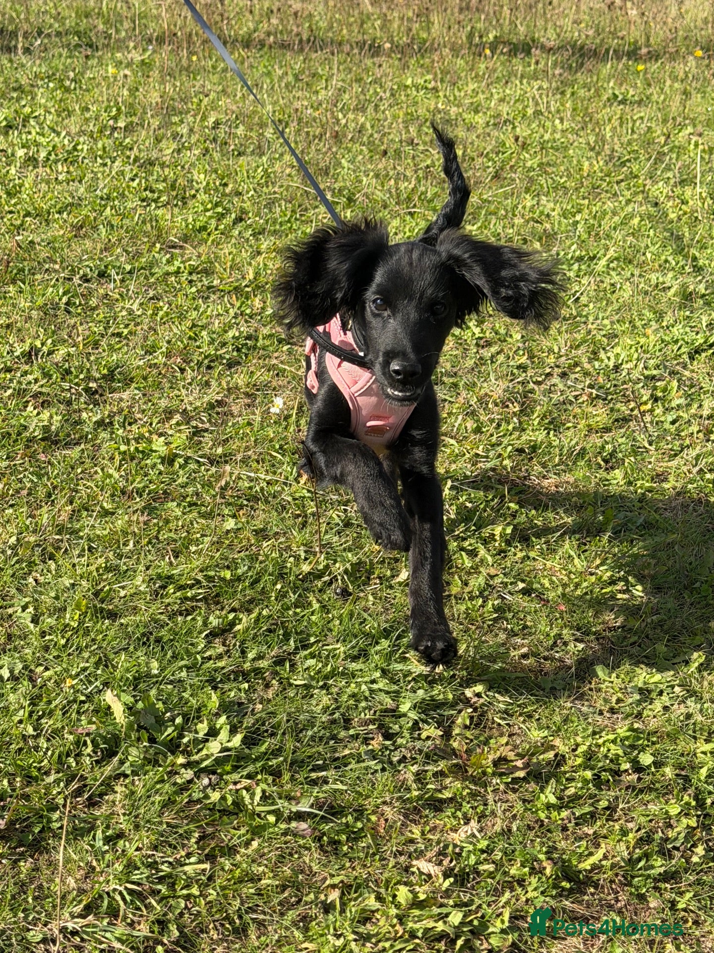 Doxiepoo dogs Female Doxipoo - Advert 16
