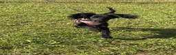 Doxiepoo dogs for sale: Female Doxipoo - Advert 1