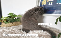 Maine Coon cats for sale: Stunning Black Smoke Registred Maine Coon Kittens - Image 7