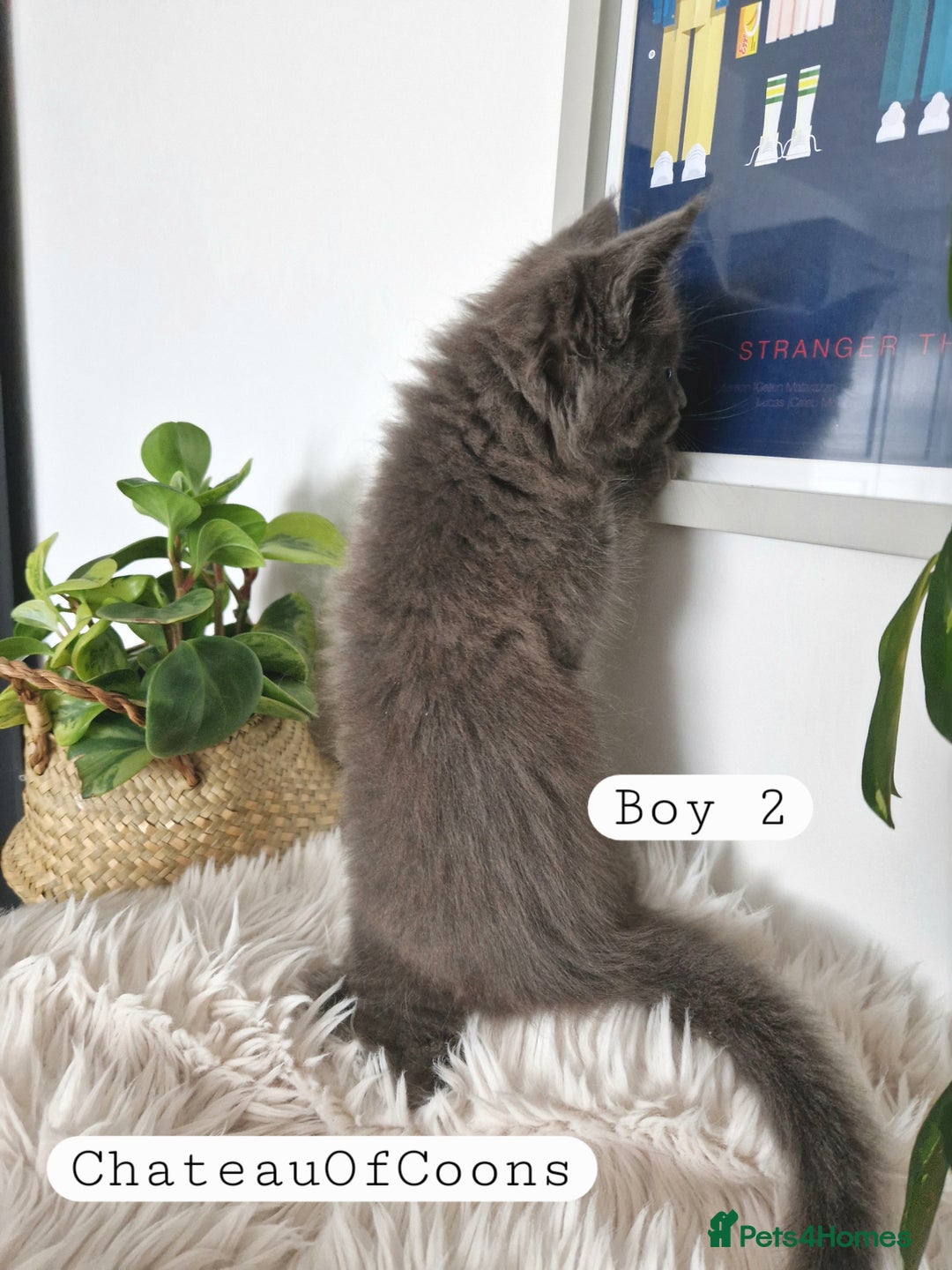 Maine Coon cats for sale: Stunning Black Smoke Registred Maine Coon Kittens - Image 7