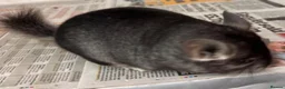 Chinchilla rodents for sale: Bobby, lovely Standard boy - Advert 3