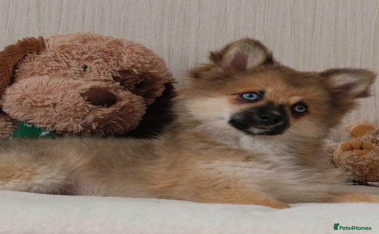 Pomsky dogs - Advert 3
