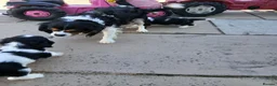 Cavalier King Charles Spaniel dogs for sale: Beautiful tri puppies - Advert 1