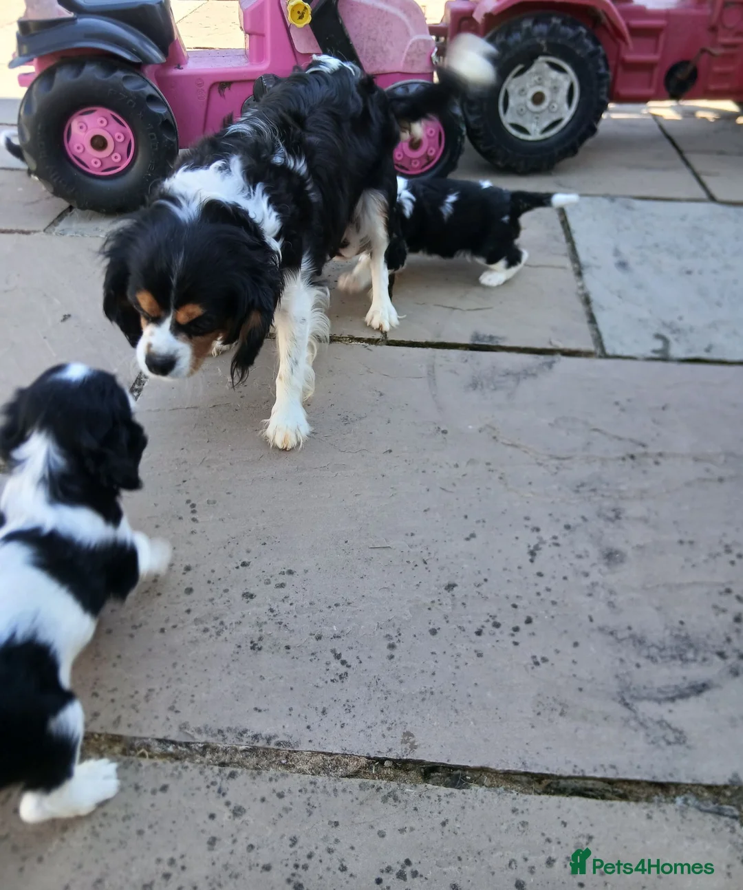 Cavalier King Charles Spaniel dogs for sale: Beautiful tri puppies - Advert 1