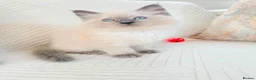 Ragdoll cats for sale: 3 male kittens  - Advert 13