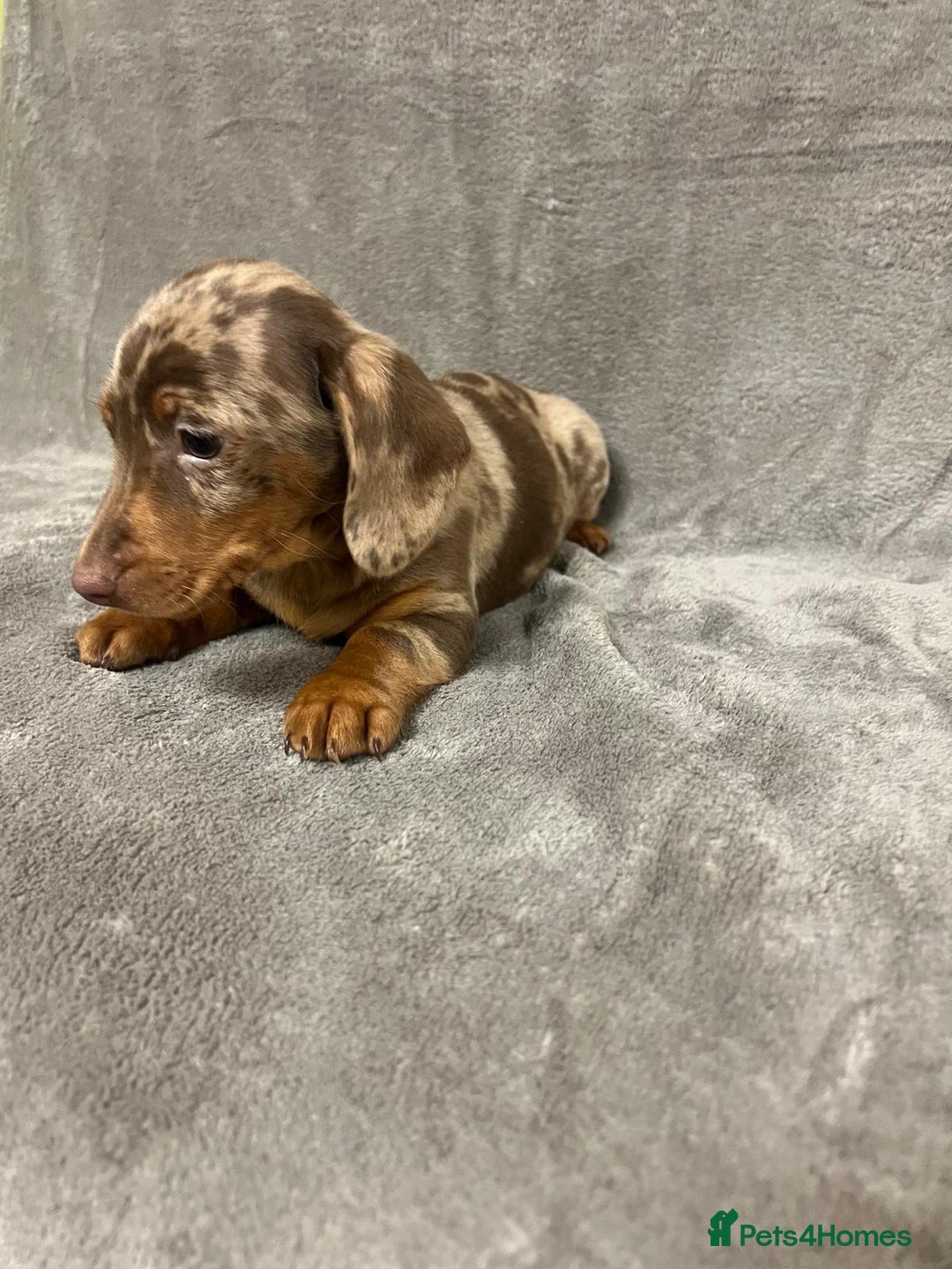 Miniature Dachshund dogs for sale: Miniature dachshund  - Advert 7