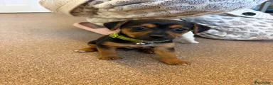 Jack Russell 3