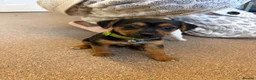 Jack Russell dogs for sale: Jack Russell puppies  - Advert 6