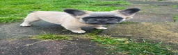 French Bulldog dogs for sale: 🐾💕 TWO GORGEOUS FLUFFY FRENCH BULLDOGS 💕🐾 - Advert 12