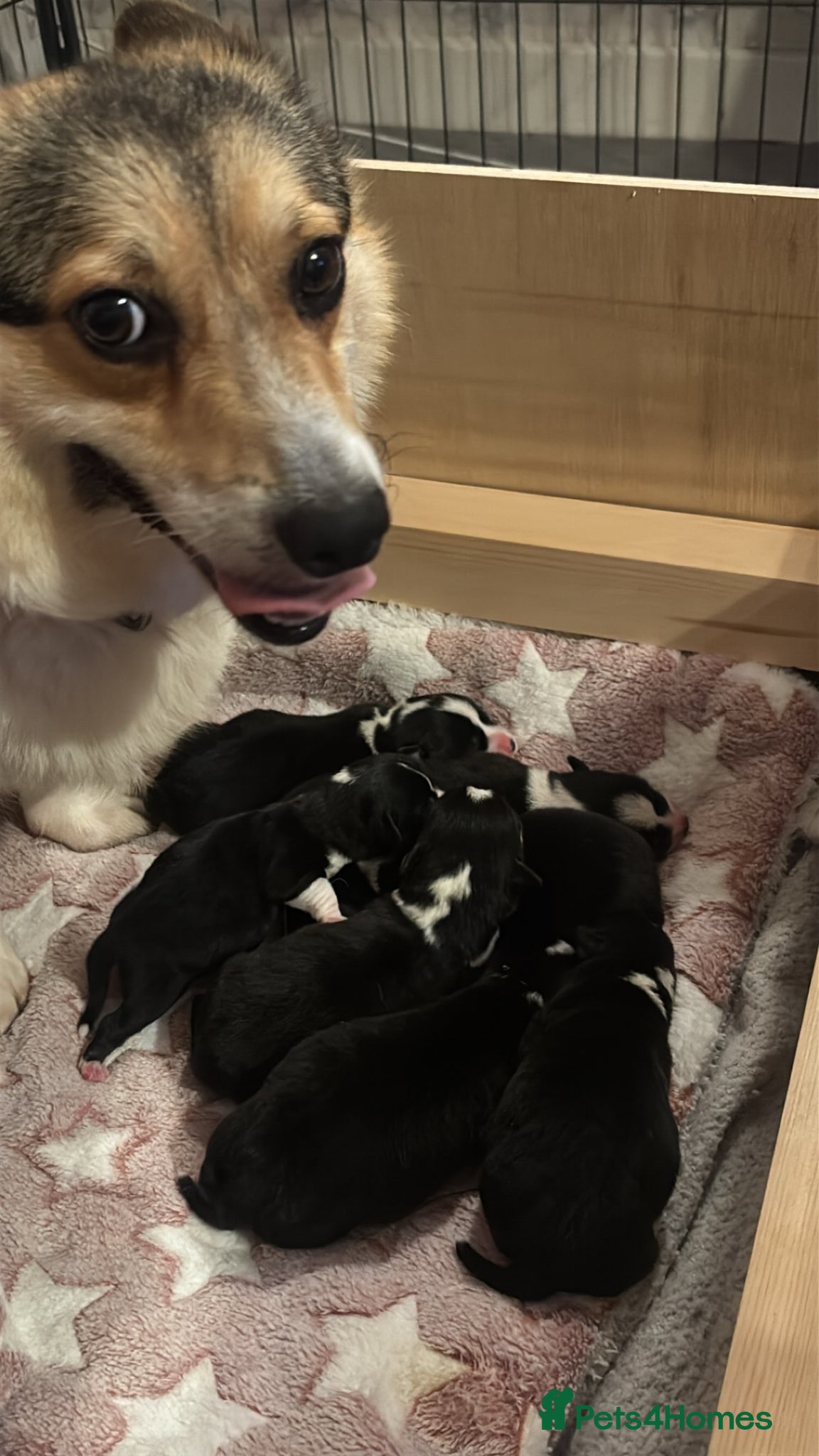 Welsh Corgi Pembroke dogs for sale: Stunning champion breed Tri Corgi Puppies  - Advert 13