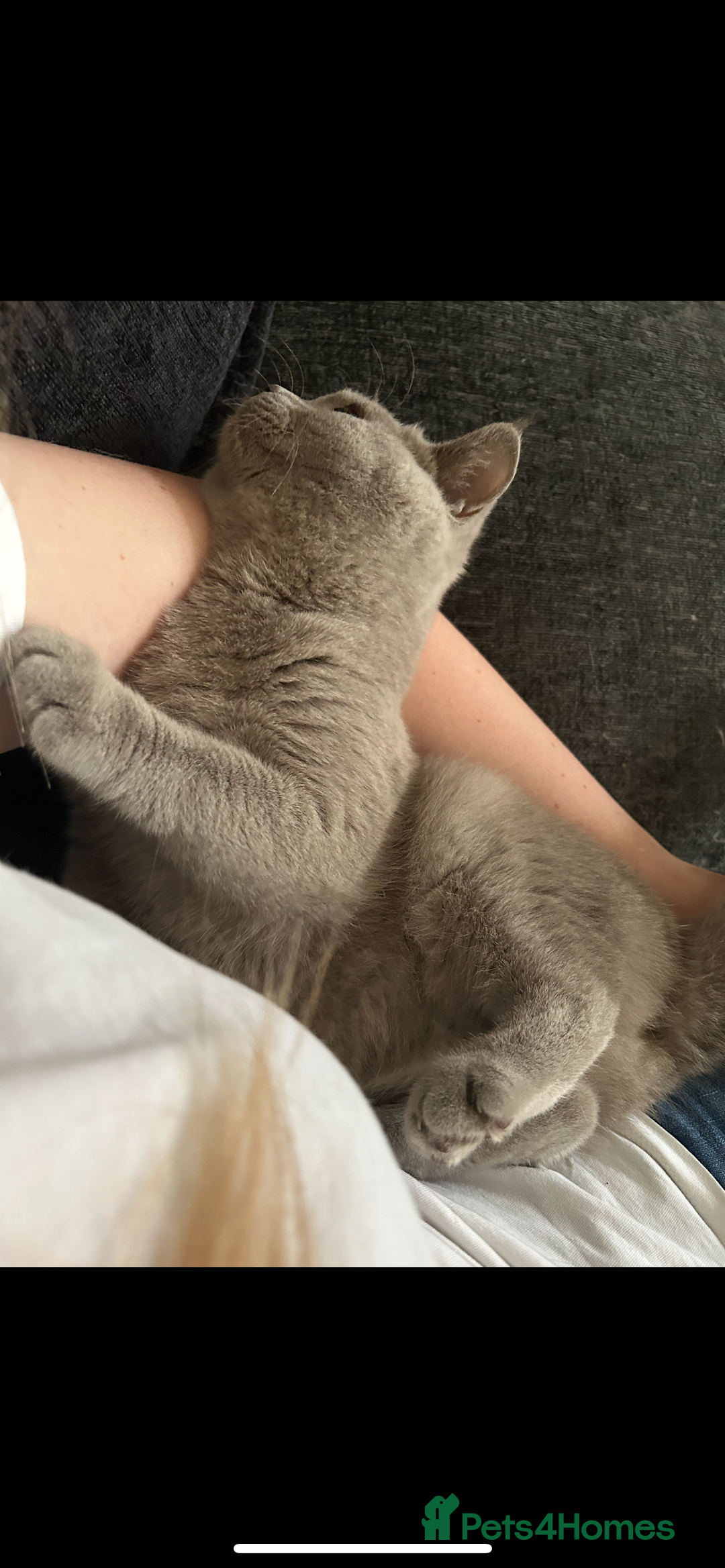 British Shorthair cats for sale: Beautiful lilac female  - Image 6