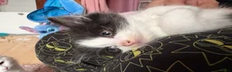 Mixed Breed cats for sale: 4 mainecoon x BSH kittens.  - Advert 6