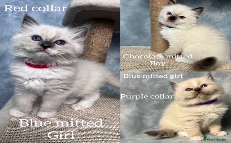 Ragdoll cats - Advert 4