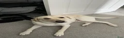 Labrador Retriever dogs for sale: Casper looking for his new and forever home in Edinburgh - Advert 3
