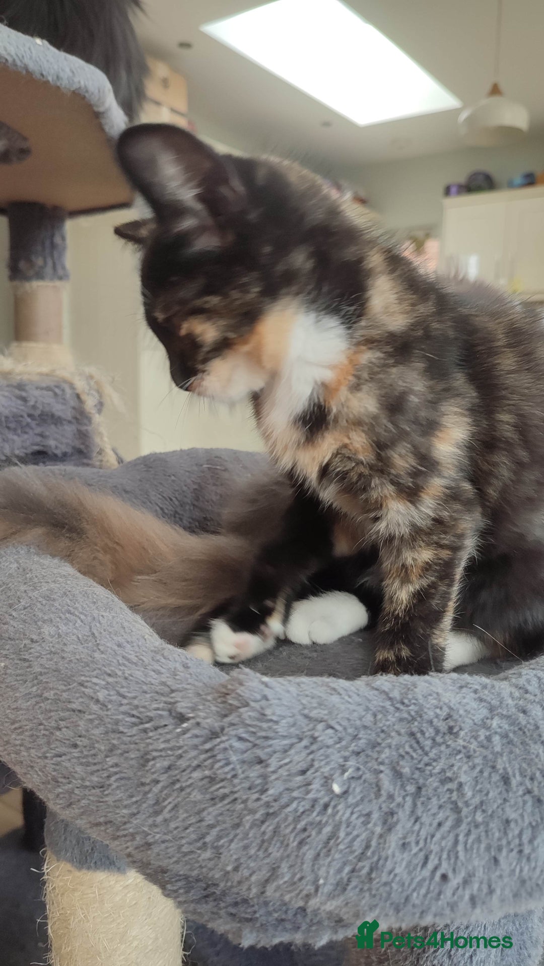 British Shorthair cats for sale: Adorable kittens  in Great Missenden - Image 30