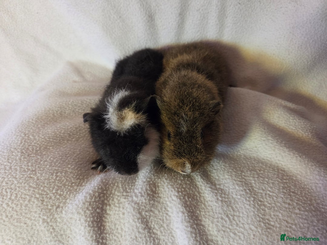 Guinea Pig rodents for sale: Pure breed Teddy Boys  - Image 4