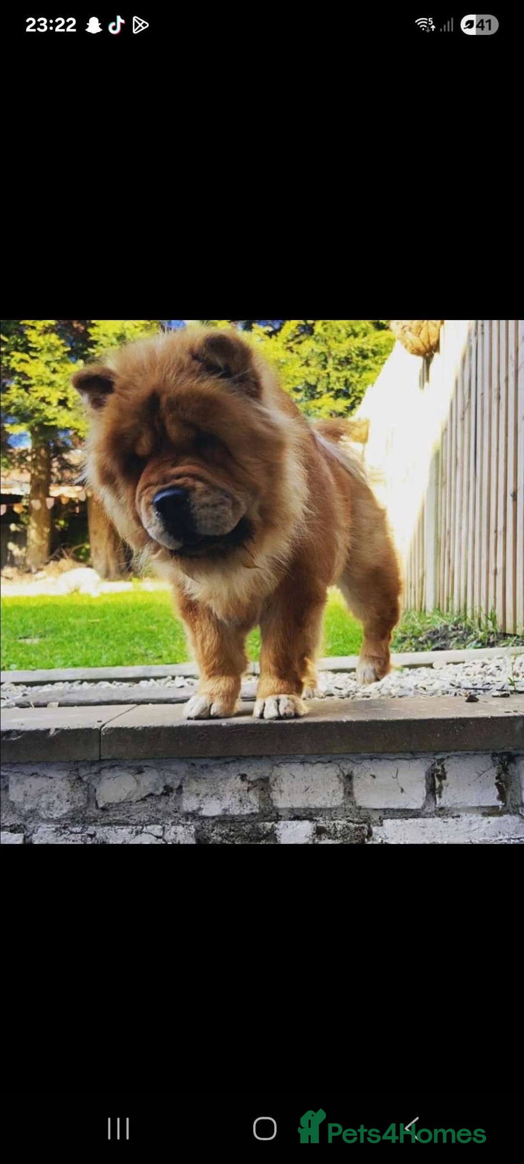Chow Chow dogs for sale: chow chow puppy’s ready in 12 days  - Advert 1
