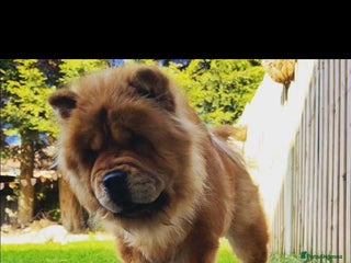 Chow Chow dogs chow chow puppy’s ready in 12 days - Advert 1