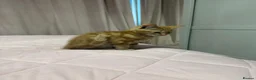 Mixed Breed cats for sale: Kittens looking for forever home in Glasgow - Advert 7
