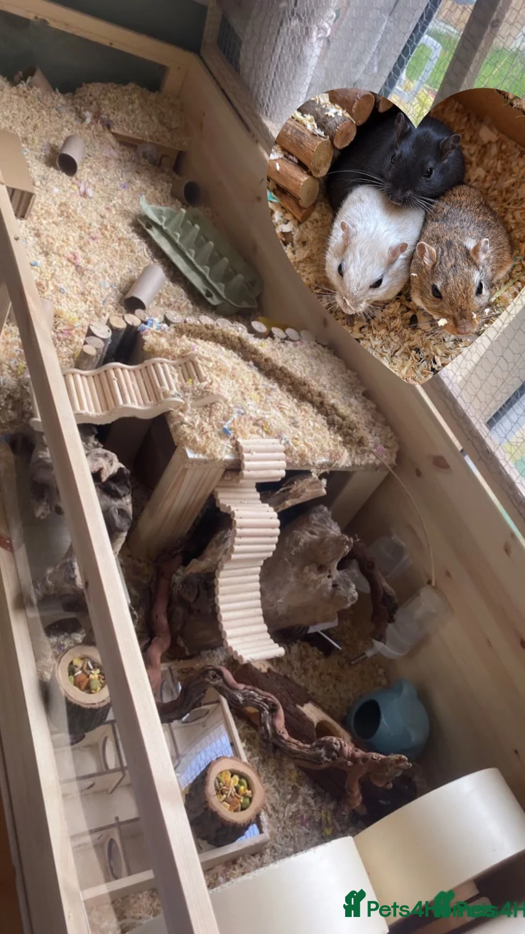 Gerbil rodents for sale: Friendly playful Gerbil Brothers  - Advert 2