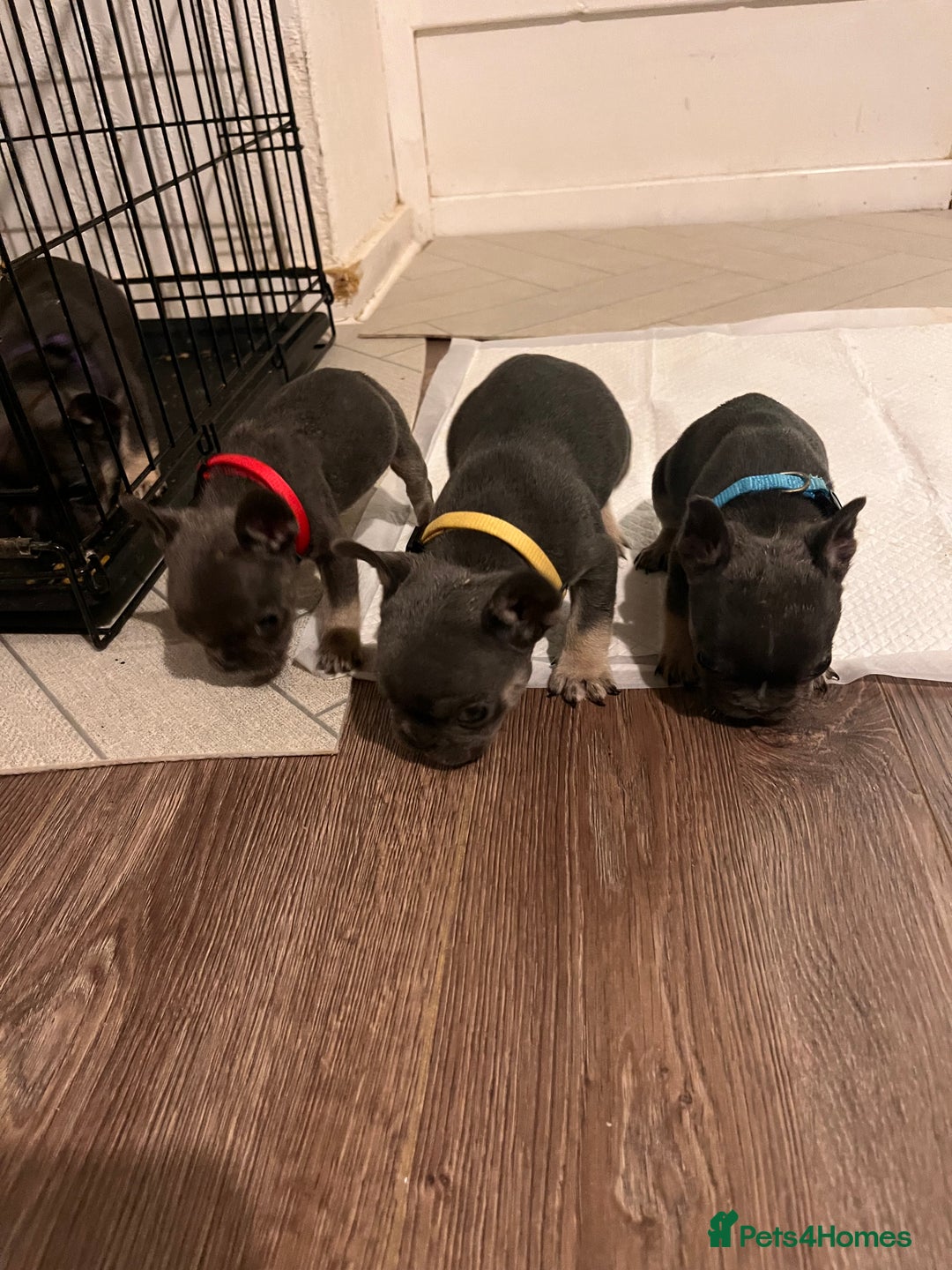 French Bulldog dogs for sale: Cutest frenchie pups  - Advert 32