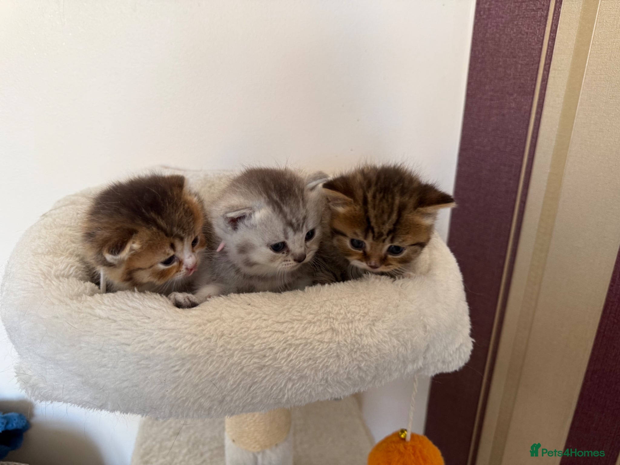 British Shorthair cats for sale: British Shorthair kittens - Advert 19