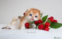 British Shorthair cats for sale: ✨Luxurious Premium Kittens ✨ - Advert 1