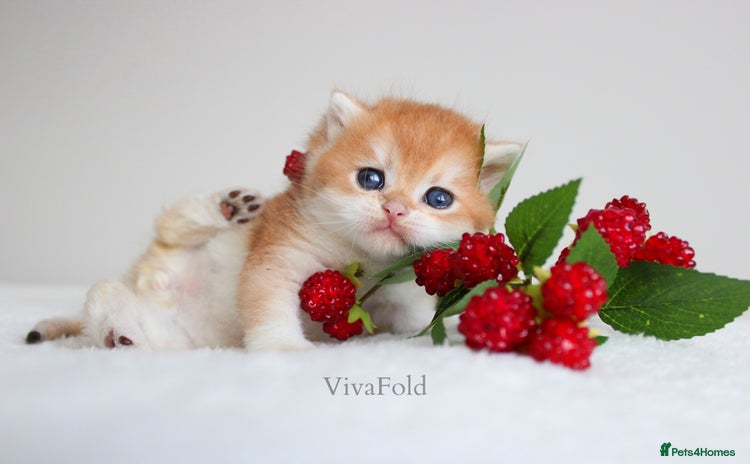 British Shorthair cats ✨Luxurious Premium Kittens ✨ - Advert 2