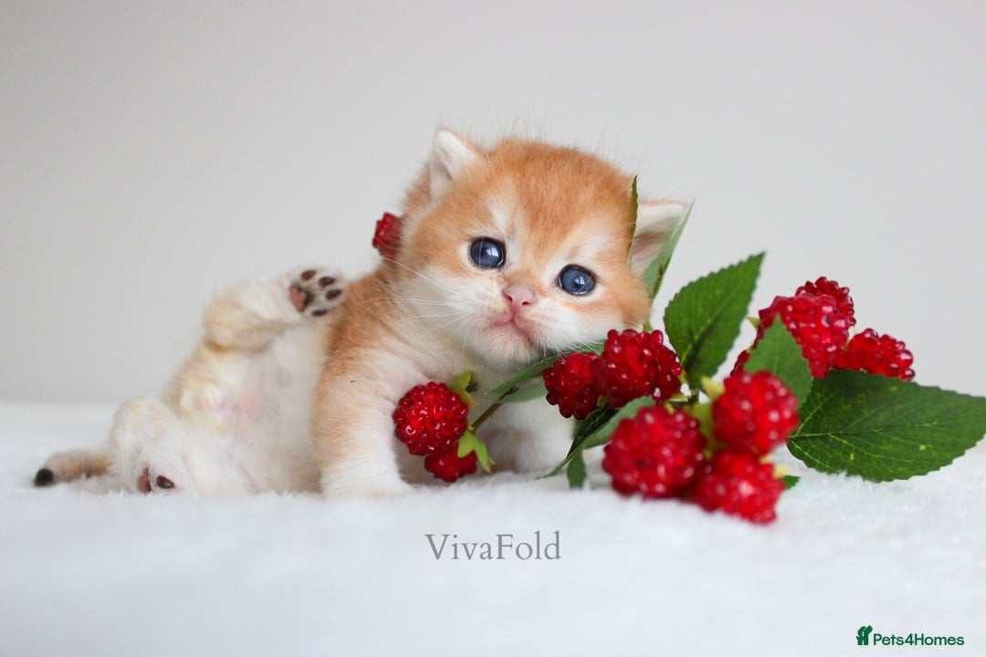 British Shorthair cats for sale: ✨Luxurious Premium Kittens ✨ - Advert 1