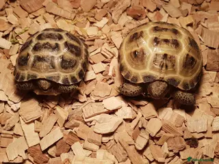 Tortoise reptiles Baby horsefield tortoise - Advert 1