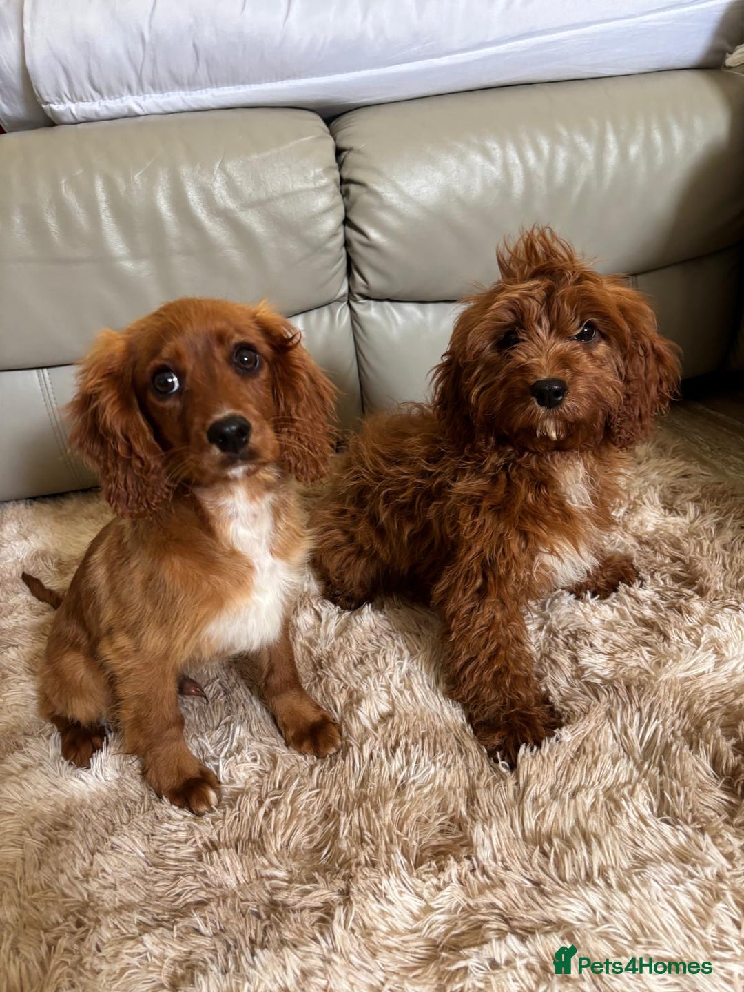 Cavapoo dogs for sale: F1b cavapoos two males left  in Worcester - Image 4