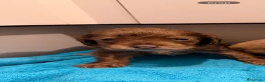 Cocker Spaniel 5